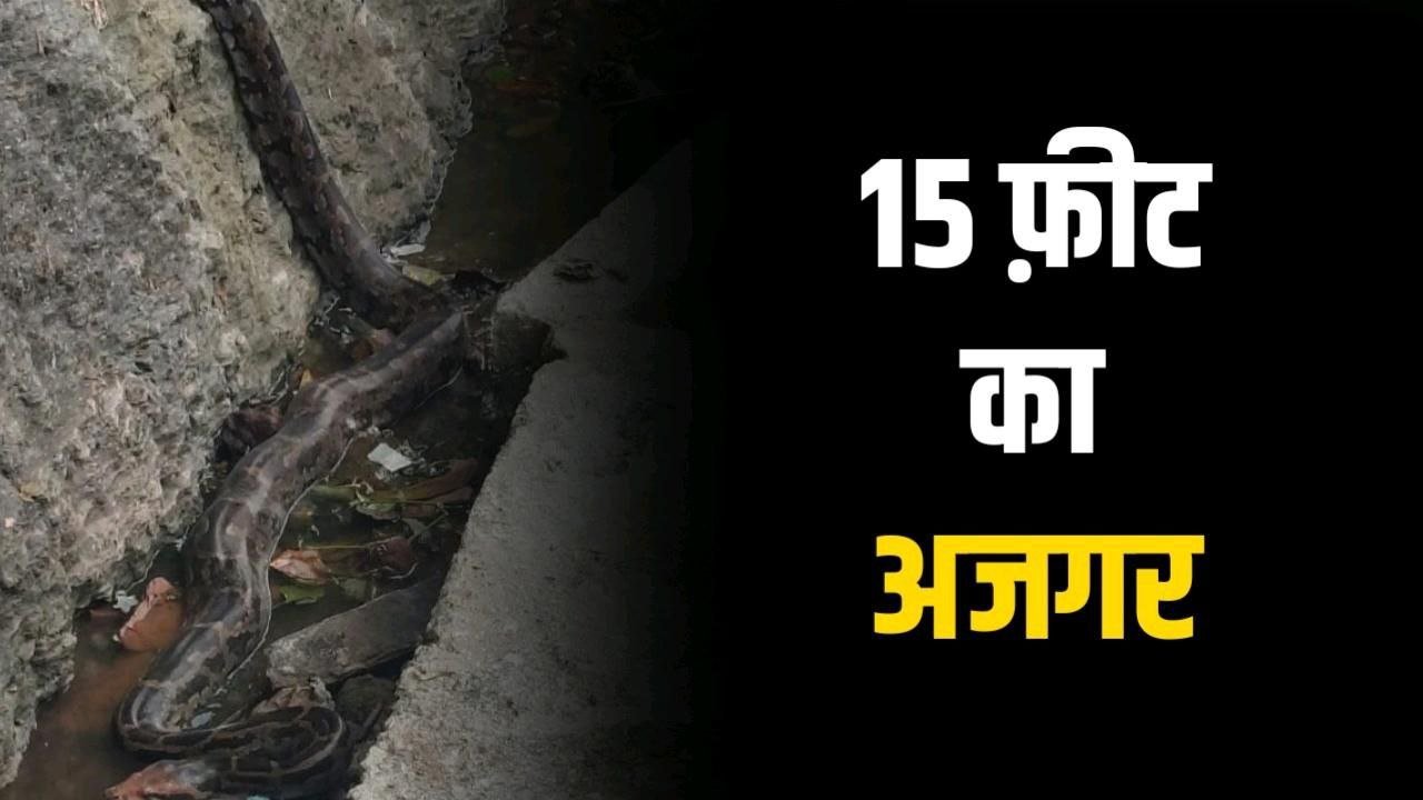 15 फीट का अजगर देख मचा हड़कंप बच्चों की सुरक्षा पर उठे ये बड़े सवाल